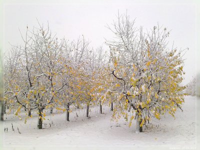 ersterschnee.jpg