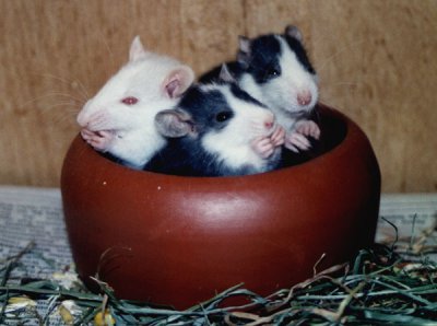 Ratten- Eintopf.jpg