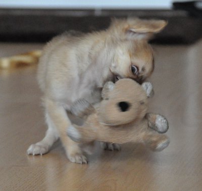 Maja-spielt-Baerchen.jpg