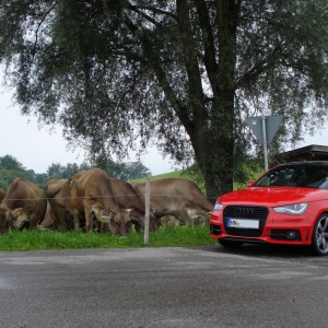 Audi A1 Roter Piranha vorne mit schwarzen Ringen